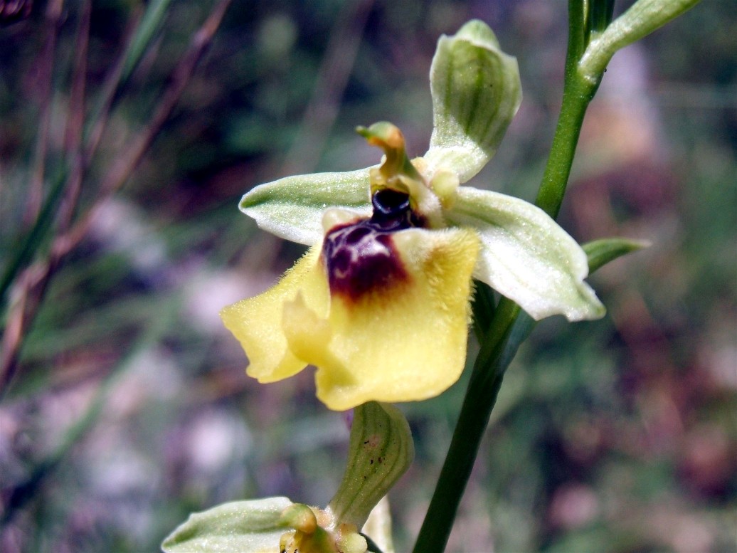 O. fuciflora O. apulica. O. lacaitae.      ibridi?